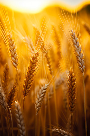 Close up of a bunch of wheat in the field. Generative AI.の素材