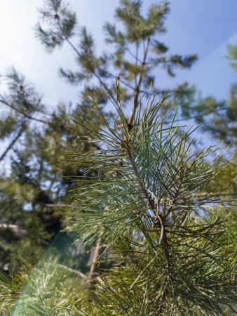 A close up of a pine tree with a blue sky in the background.の写真素材