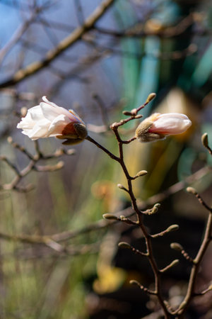 A white flower on a tree branch with a blue sky in the background.の写真素材