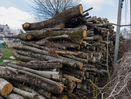 A pile of logs sitting on top of a pile of wood.の写真素材