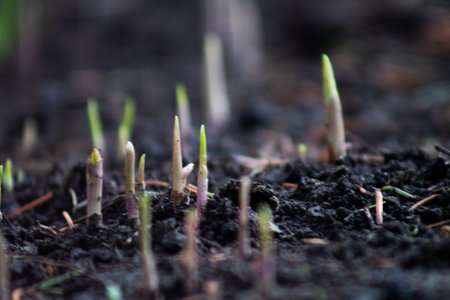 A close up of a bunch of small plants growing out of the ground.