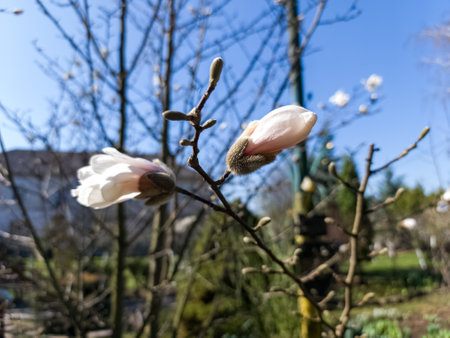 A branch of a tree with white flowers on it.の写真素材