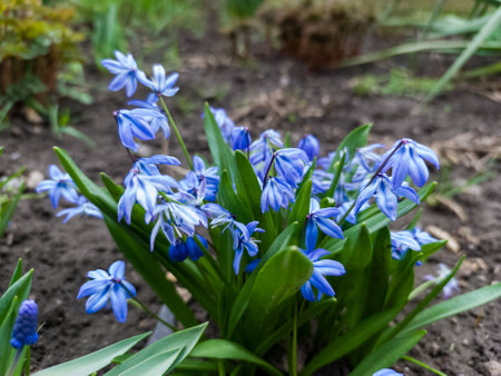 A bunch of blue flowers that are growing in the dirt.の写真素材