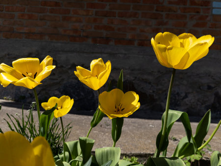 A group of yellow tulips in front of a brick wall.の写真素材