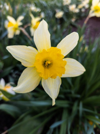 A single yellow daffodil in the middle of a field of yellow flowers.の写真素材