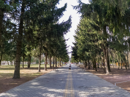 A walkway lined with trees in a park with benches.の写真素材