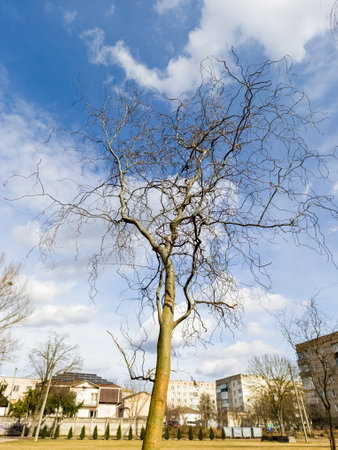 A bare tree in the middle of a grassy field with buildings in the background.の写真素材