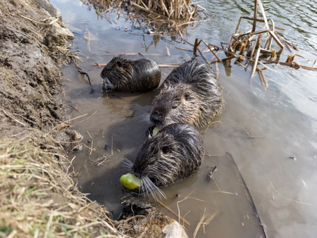 A group of beavers playing in the water.の写真素材