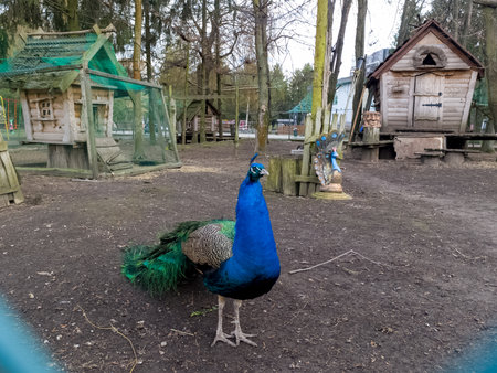 A peacock standing in the middle of a dirt field.の写真素材
