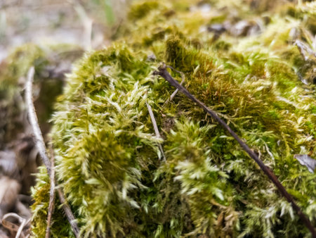 A close up of a moss covered rock in the woods.の写真素材