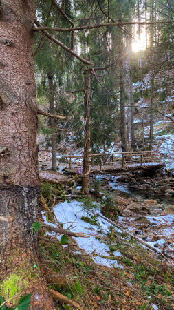 A small wooden bridge over a stream in the woods.の写真素材