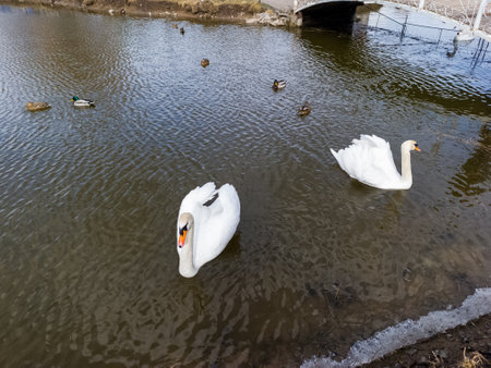 A couple of swans swimming in a pond with ducks and a bridge in the background.の写真素材