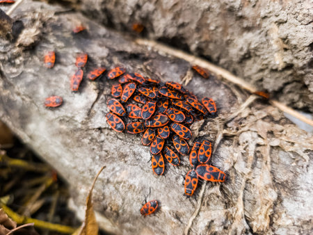 A group of red and black bugs sitting on a tree trunk.