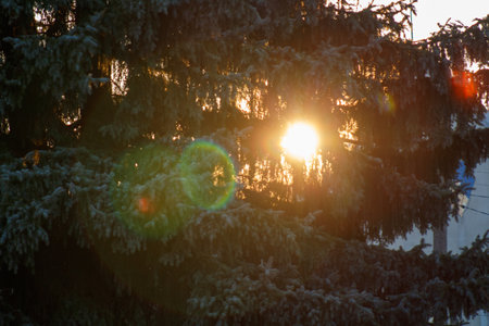 The sun is shining through the branches of a tree.の写真素材