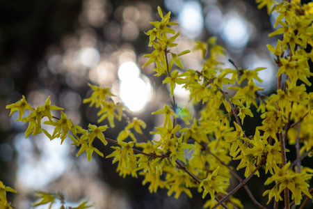 A bunch of yellow flowers that are on a tree.の写真素材
