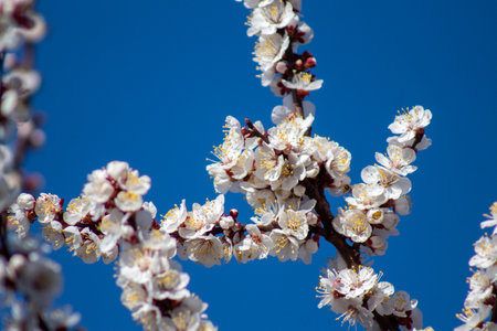 A bunch of white flowers on a tree branch against a blue sky.の写真素材
