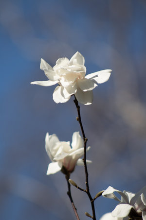 A close up of a white flower on a tree branch.の写真素材