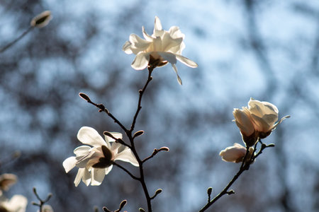 A branch of a tree with white flowers on it.の写真素材
