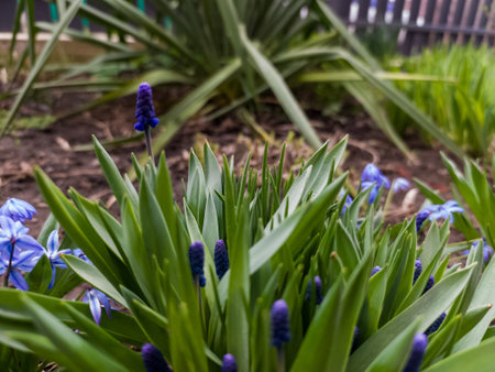A bunch of blue flowers that are in the grass.