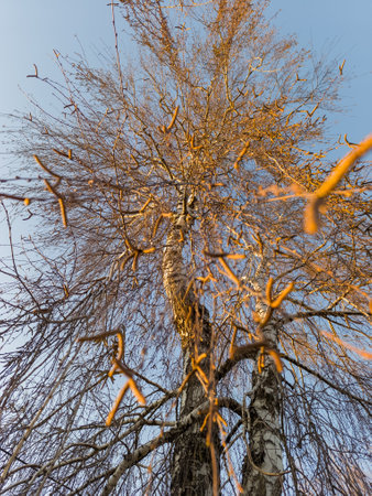 A tall tree with no leaves on it against a blue sky.の写真素材