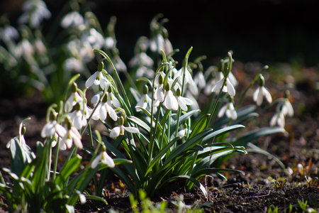 A bunch of white flowers that are growing in the dirt.の写真素材