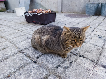 A cat sitting on the ground next to a grill.の写真素材