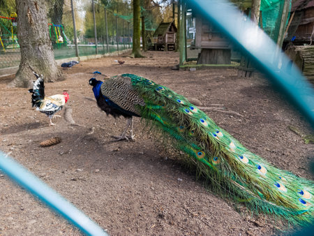 A peacock and a rooster are standing in a zoo enclosure.の写真素材