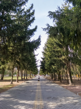 A walkway lined with trees in a park with benches.の写真素材