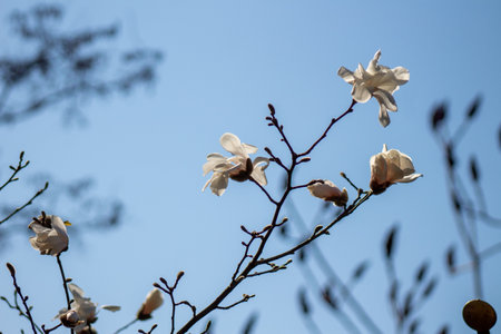 A branch of a tree with white flowers against a blue sky.の写真素材