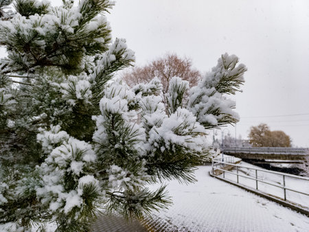 A snow covered pine tree in front of a bridge.の写真素材