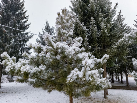 A small pine tree covered in snow in a park.の写真素材