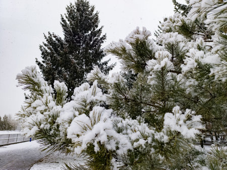 A snow covered pine tree in the middle of a snowy parkの写真素材