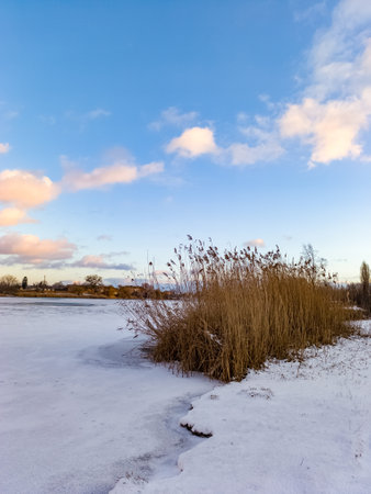 A snow covered field with tall grass in the foreground.の写真素材