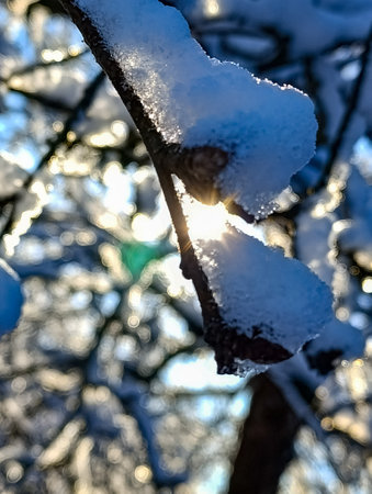The sun is shining through the snow on a tree branch.の写真素材