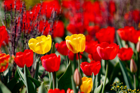 A field of red and yellow tulips in a field of flowers.の写真素材