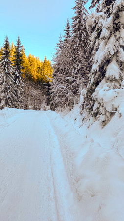 A snow covered road in the middle of a snowy forest.の写真素材