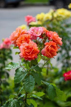 A bunch of orange and pink roses in a garden.の写真素材