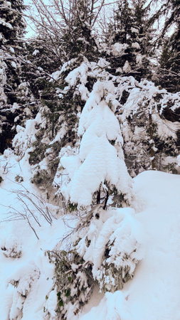 A snow covered pine tree in the middle of a snowy forest.の写真素材