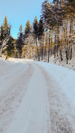 A snow covered road in the middle of a snowy forest.の写真素材