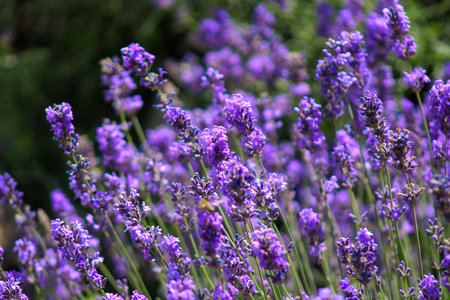 A bunch of purple flowers that are in the grass.の写真素材