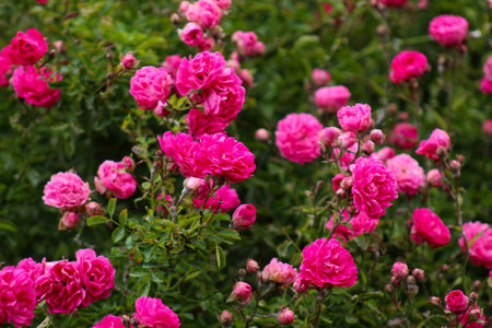 A bunch of pink roses growing in a garden.の写真素材