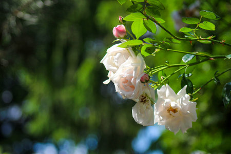 A bunch of white and pink roses on a bush with green leaves.の写真素材