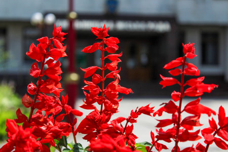 A bunch of red flowers in front of a building.の写真素材