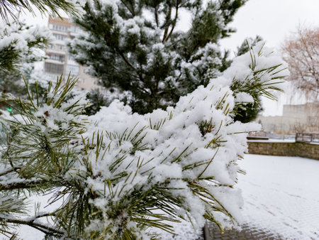 A pine tree covered in snow on a snowy day.の写真素材