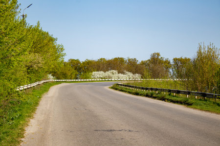 A country road in the middle of a grassy field with trees and bushes.の写真素材