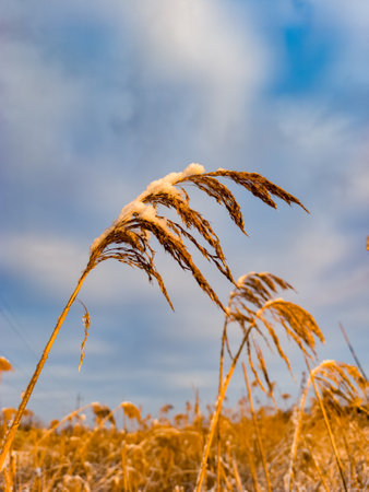 A field of dry grass with a blue sky in the background.の写真素材