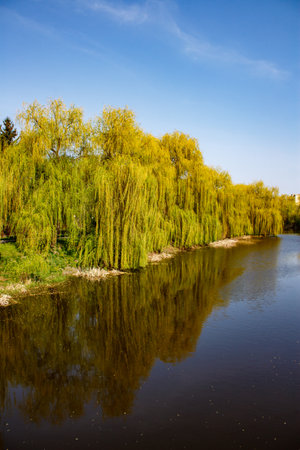 A group of trees that are next to a body of water.の写真素材