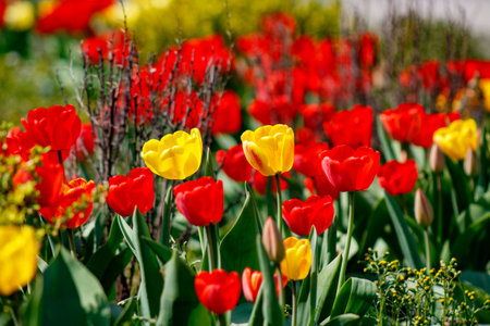 A field of red and yellow tulips in a field of yellow and red flowers.の写真素材