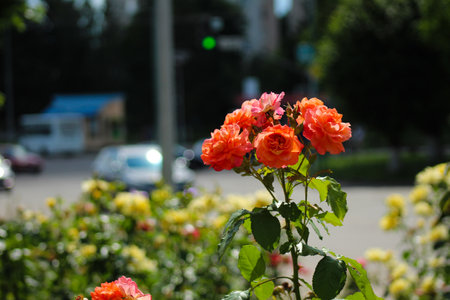 A bunch of orange and pink flowers in a flower bed.の写真素材