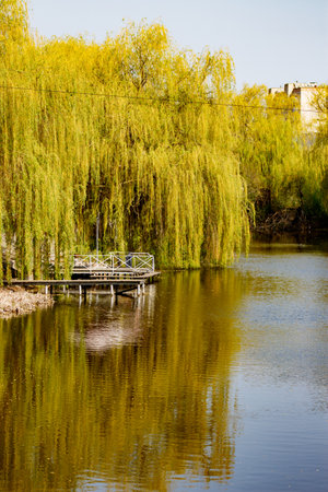 A bridge over a body of water with a tree in the background.の写真素材